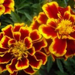 имеритический шафран-цветки бархатцев